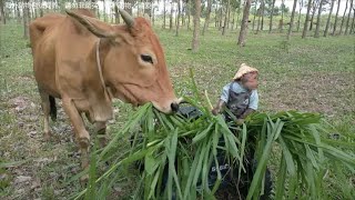 让猴子去放牛，这猴子太聪明，把小孩的汽车开车去割草喂牛