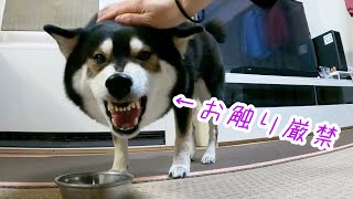 ガルガル もりもり♪おなかポンポコリンになっちゃったオッサン柴犬！