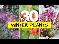 ❄️ Best Plants for Winter Interest in the Garden