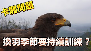 【老K探討】｜Hawk training｜春夏時節是猛禽的換羽季節與繁殖季！在訓練上會遇到甚麼問題呢？！