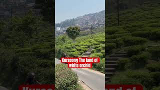 Kurseong The Land of white Orchid #kurseong