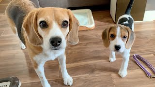 はじめてオヤツを食べた子犬の反応が可愛すぎた【ビーグル多頭飼い】Beagle Puppy