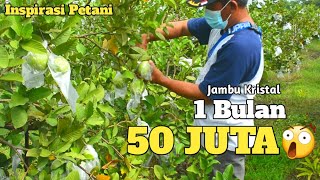 Petani Jambu Kristal Sukses | Lomba Kementan 2021