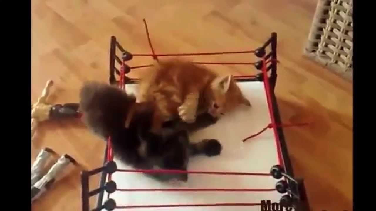 Cats Wrestling With Commentary From Jr And King Youtube