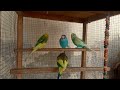 12 hours of relaxing parakeet sounds calming budgie chirps for sleep u0026 stress relief