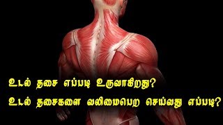 what makes our muscles ? (உடல் தசை உருவாவது எப்படி? அவை எப்படி வளர்ச்சி அடைகிறது)