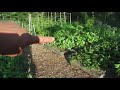 garden tour part 1 july 30 2018