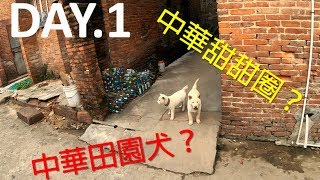 【中國單車行1】迷路是為了找到更多的中華田園犬！