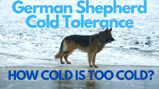 German Shepherd Cold Tolerance: How Cold Is Too Cold?