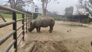 Exploring the biggest central zoo of Nepal: CENTRAL ZOO,  Jawalakhel, Lalitpur, Nepal