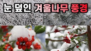 눈 덮인 겨울나무 풍경