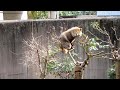 タヌキのどんぐりは庭で食べ物を探し、もみじは木の上でくつろいでいました donguri was looking for food in the garden and … 葉ッピー動物園1529