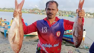 நம் படகில் பிடித்த கண்டல் மீன்களை விற்பனை செய்யும் அழகிய காட்சி/view selling favorite kandal fish