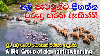 චූටීම චූටි අලි පැටව් පිහිනන හැටි- ආයෙත් ආවා අලි වාරේ how very small baby elephants are swim #travel