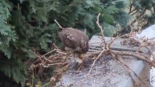 Krogulec zwyczajny (Accipiter nisus)