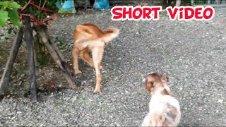 【フィリピンの犬dog 】世界に通用する美しいトイレの姿The most beautiful piss style  #shorts