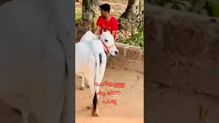 ഭംഗിയുമുള്ള കൃഷ്ണ പശു / വിനു തിരൂർ