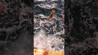 sebastiscus marmoratus false kelpfish catchandrelease#fishing #shortsvideo