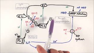 A2 Biology - Z-scheme: The light-dependent stage (OCR A Chapter 17.3)