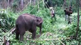 elephant kid was successful saved កូនដំរីត្រូវបានសង្គ្រោះបានជោគជ័យ