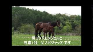 GRANDAME-JAPAN優勝馬のふるさと／小池博幸牧場（メイレディ号）