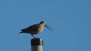 オオジシギの鳴き声