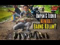 Teknik Memancing Baung Kolam | Umpan Minyak Udang Perap