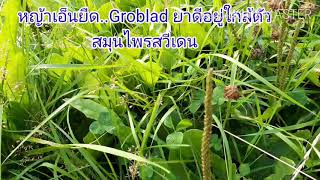 #Groblad #หญ้าเอ็นยืดกับสรรพคุณดีที่ยายเยาวพิสูจน์แล้ว #ยาดีจริงๆ#สมุนไพรใกล้ตัว