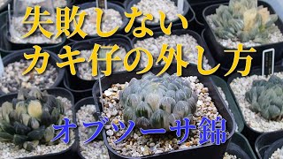 【多肉植物】オブツーサ錦のカキ仔を収穫！失敗しないためには？  ハオルチア　ハオルシア  ビザールプランツ　珍奇植物　Haworthia　Succulents