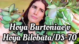 Hoya Burtoniae vs. Hoya Sp. Aff. Burtoniae/Bilobata/DS-70 🤔 how to tell them apa
