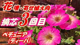 【花】ペチュニア(ディーバ)の育て方・摘芯3回目