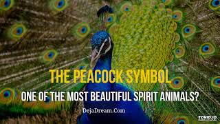 The Peacock Symbol: One Of The Most Beautiful Spirit Animals?