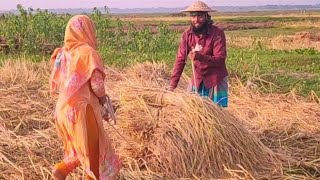 গ্রামের প্রমাণ্য চিত্র, প্রকৃতি নিয়ে প্রতিবেদন বাঞ্ছারামপুর উপজেলার ঐতিহ্যবাহী গ্রাম বুধাইর কান্দি।