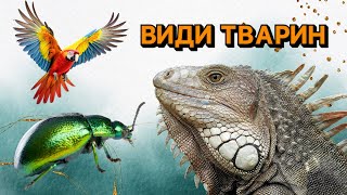 🪲Класифікація тварин: Ссавці, Птахи, Риби, Рептилії, Амфібії | Канал @Piznaikoua