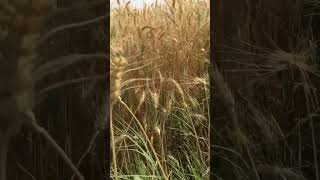 The ear-pleasing sound of wheat