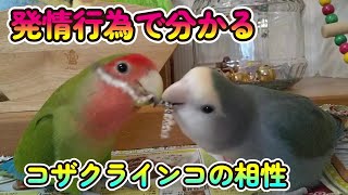 【コザクラインコの激しい喧嘩は危険!】仲良しのようで仲良しでないコザクラインコ達。Lovebirds who are not so close.