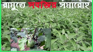 রামুতে সবজির বাম্পার ফলন/Ramu has a bumper crop of vegetables