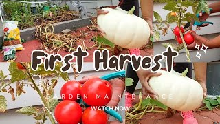 My first Pumpkin | Tomatoes | Garden Maintenance | South African Garden