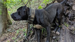 Let it out Soma... #apbt #bandogge #bullherder #malinois #americanbulldog #workingdog #dogs