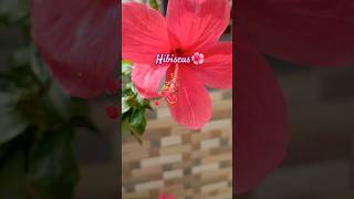 Shree Radhe #nature#flowers #hibiscus #harmonywithnature#ytshorts