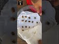 Germinate bitter melon seeds - Fast and easy #Shorts