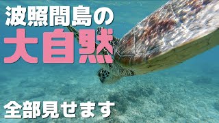 ４人子連れ日本最南端波照間島の大自然を満喫してきました！