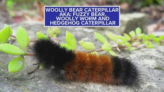 Can woolly bear caterpillars predict the weather?