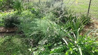 21 edible perennials on 200 Square Feet in Florida