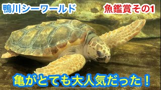 《鴨川シーワールド》魚鑑賞その1  2019.8.2