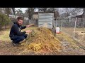 my chickens are making compost for me week 1 results