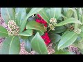 big plant nursery skimmia japonica sensation