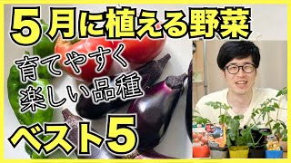 【家庭菜園】5⽉に植えるおすすめ野菜ランキングベスト5【育てやすさと収穫の喜びで厳選】