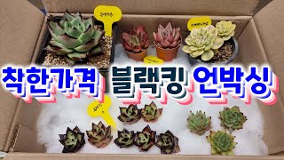 청운다육농원 언박싱/블랙킹 7개 2만원/레드에보니/마케베니아금/블랙슈퍼클론/골드마리아