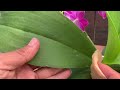 1 cup every 2 weeks orchids grow 1001 roots and bloom continuously